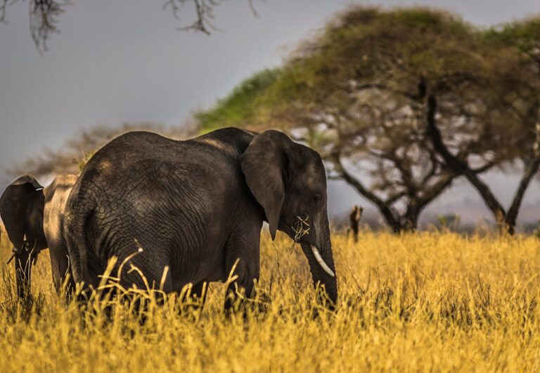 Best Tour Destinations in Kenya on a Budget