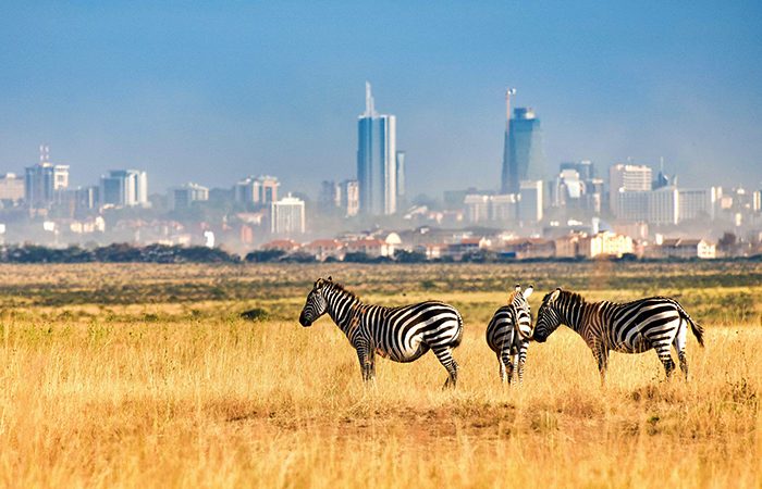 How to Prepare for Your First Safari Adventure in the Maasai Mara with Twisted Horns Safaris